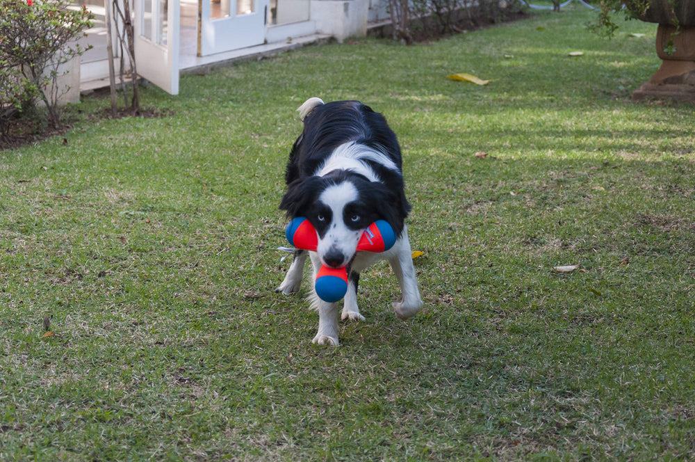 Disponible en taille moyenne adaptée aux chiens de taille moyenne.