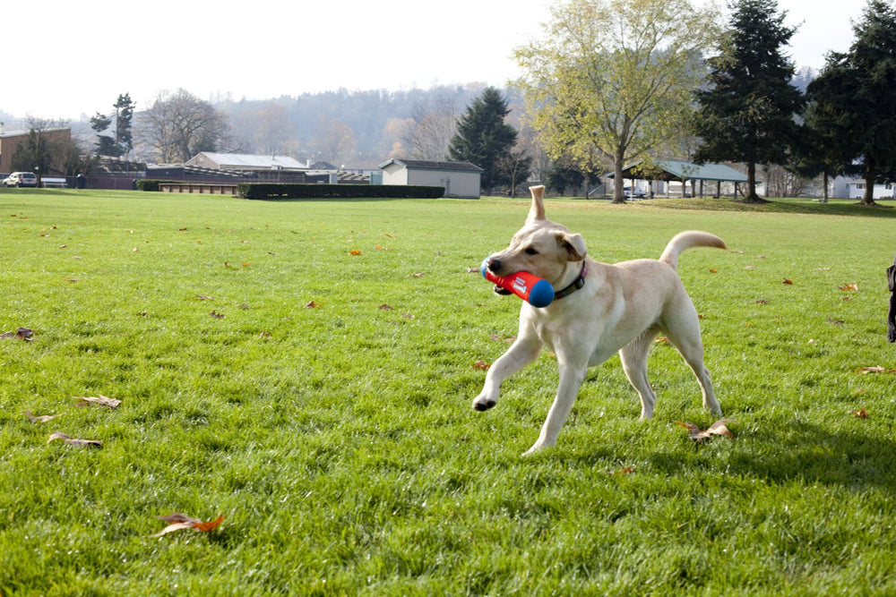 ChuckIt! Tumble Bumper design attrayant qui attire l'attention du chien.