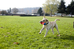 ChuckIt! Tumble Bumper design attrayant qui attire l'attention du chien.