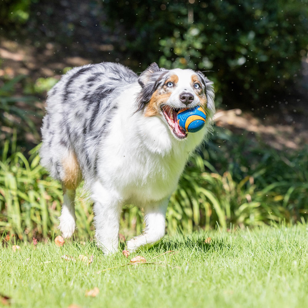 Chuckit Ultra Ball diametre-2-5-pouces: taille adaptée pour chiens 20-60 lb.