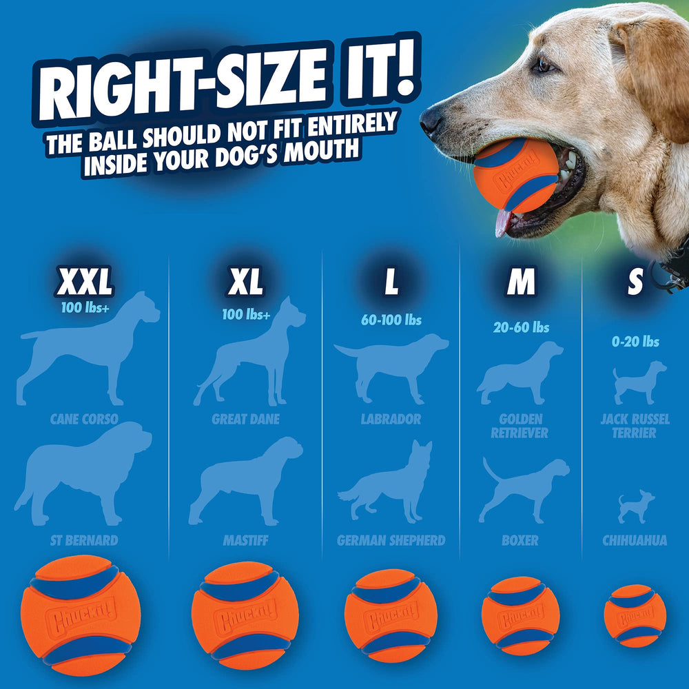 Chuckit! Ultra Ball, jeu interactif renforçant le lien maître-chien.