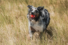Chuckit Ultra Ball rebond ultra élevé pour des fetch dynamiques sur terre et dans l'eau.