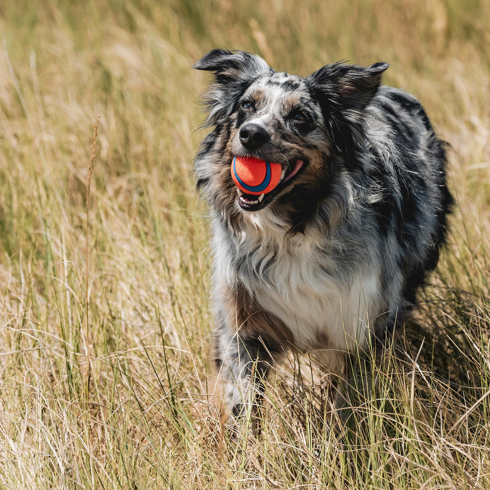 Balle moyenne 2,5 pouces adaptée pour chiens de 20 à 60 livres.