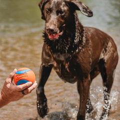 Chuckit Ultra Ball XXL, cœur en caoutchouc épais, durable pour les jeux actifs.