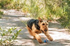 Chuckit! Ultra Squeaker Ball nettoyage facile après jeu en extérieur