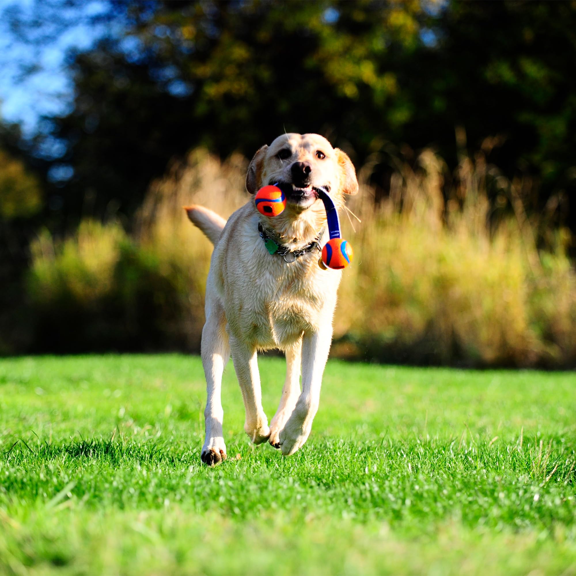 Chuckit! Ultra Duo Tug compatible avec certains lanceurs S.