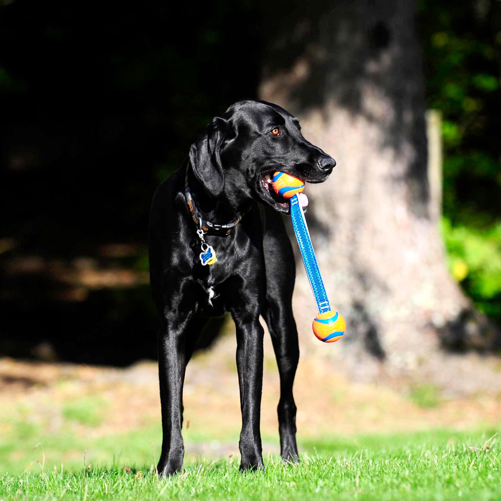 Chuckit! Ultra Duo Tug visibilité accrue en plein air grâce au bleu et orange.