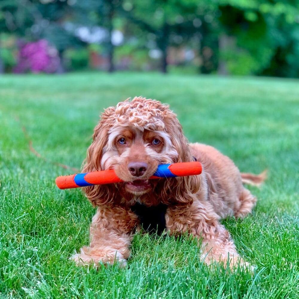 Chuckit! Ultra Fetch Stick avec RingChaser – ramassage facile et sans salive.