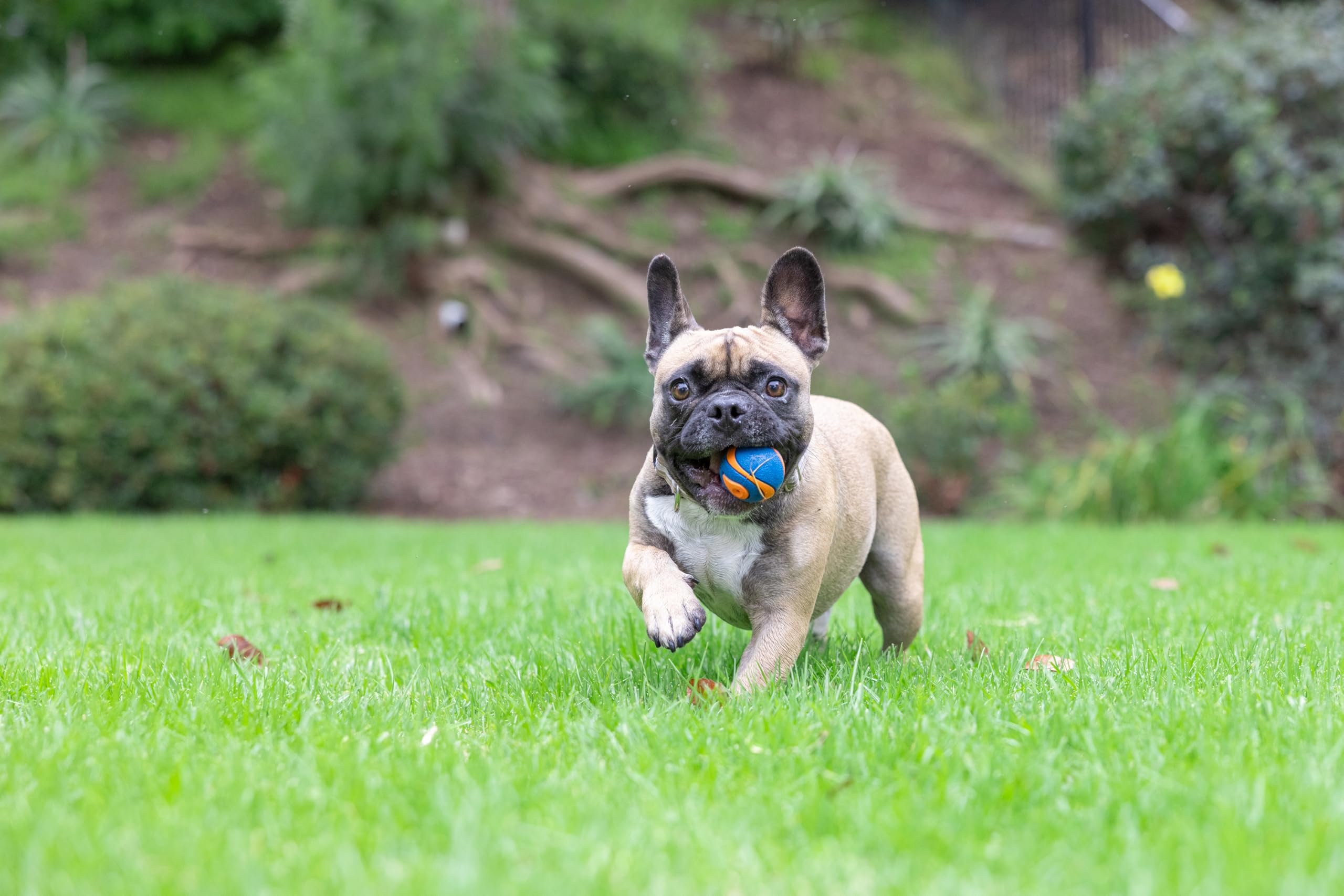 Chuckit! Ultra Squeaker Ball en caoutchouc durable pour des sessions robustes.