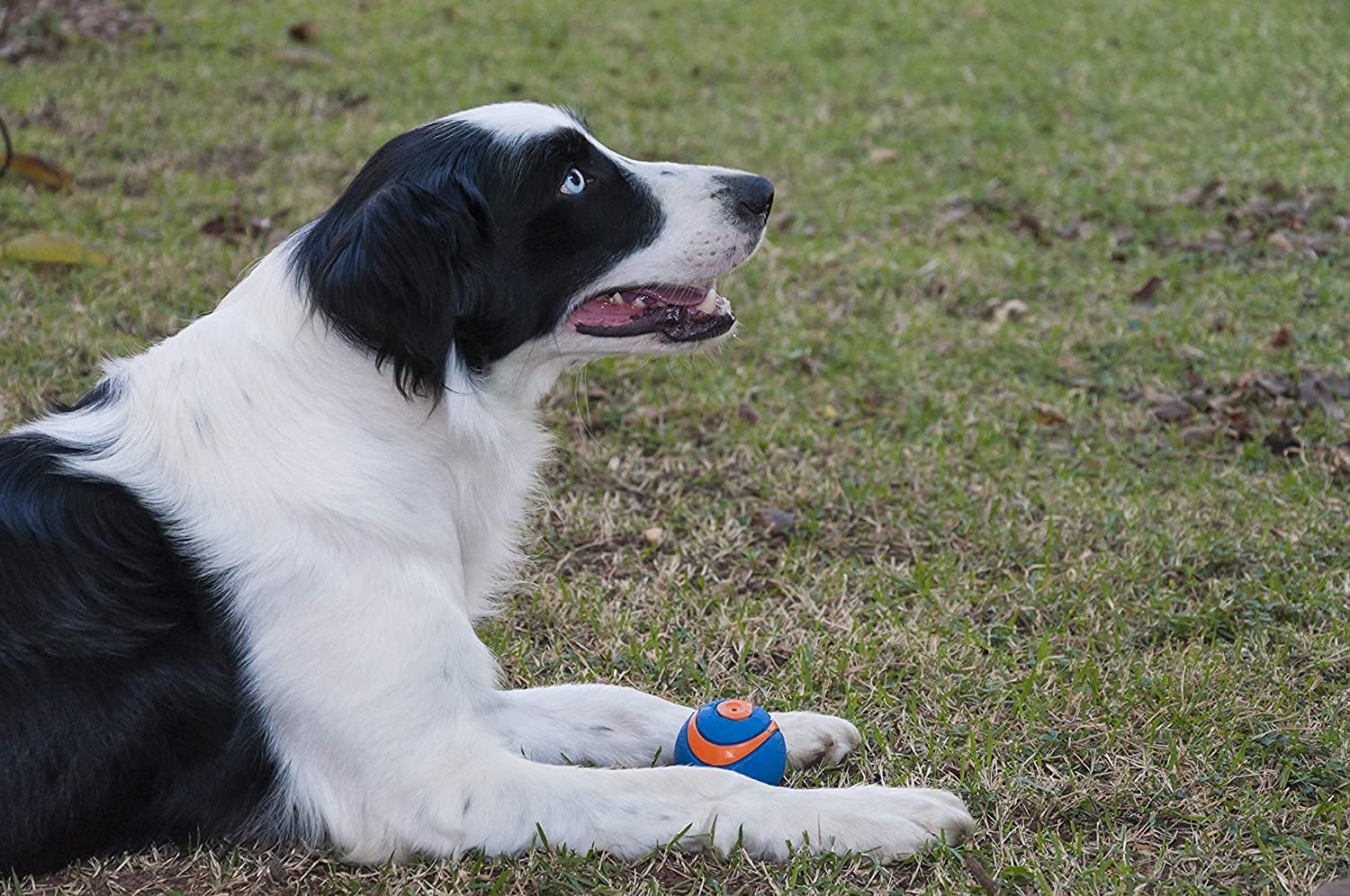 Jeu extérieur avec Chuckit! Ultra Squeaker Ball, surface texturée et jeu actif.