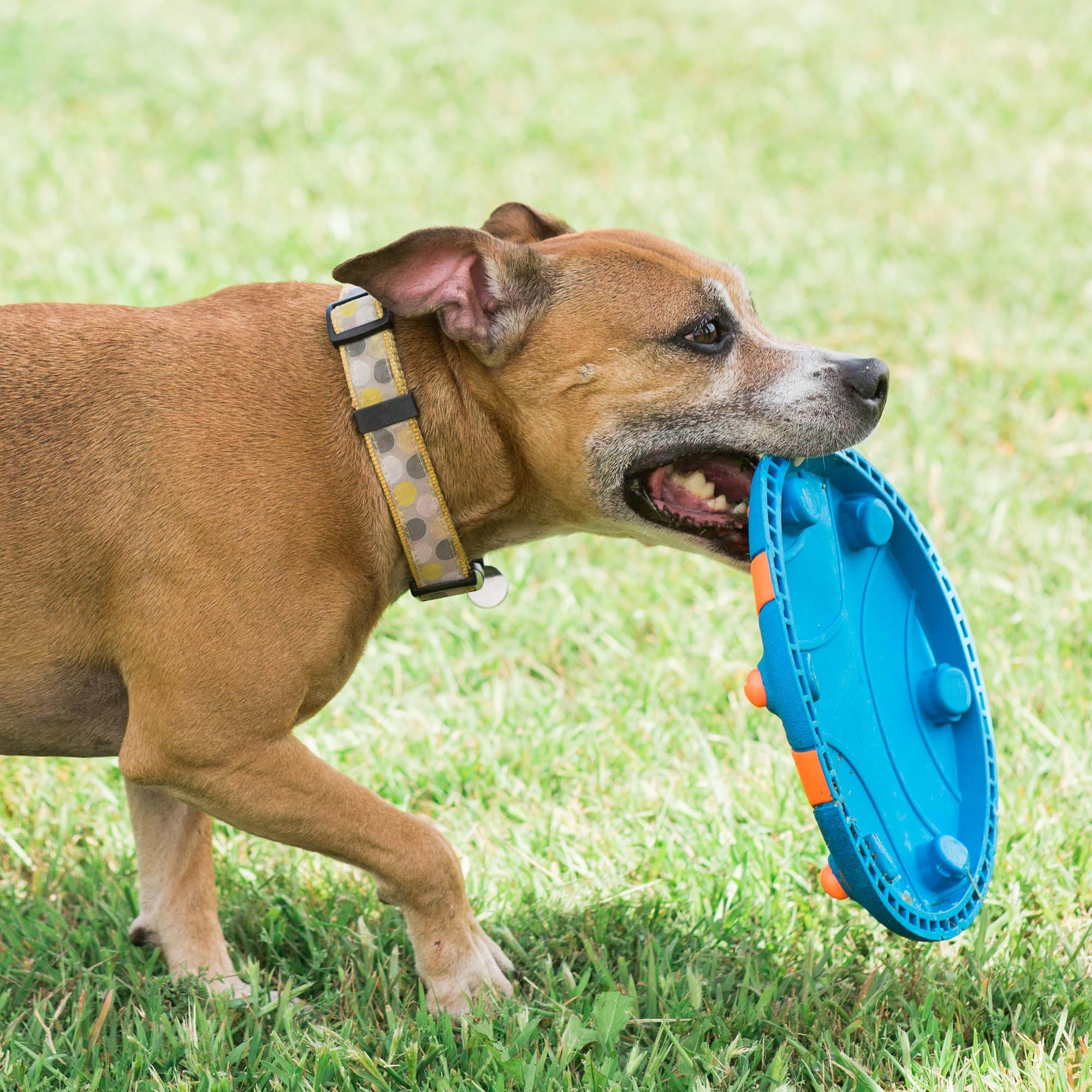 Whistle Flight: jouet de récupération stimulant et divertissant.