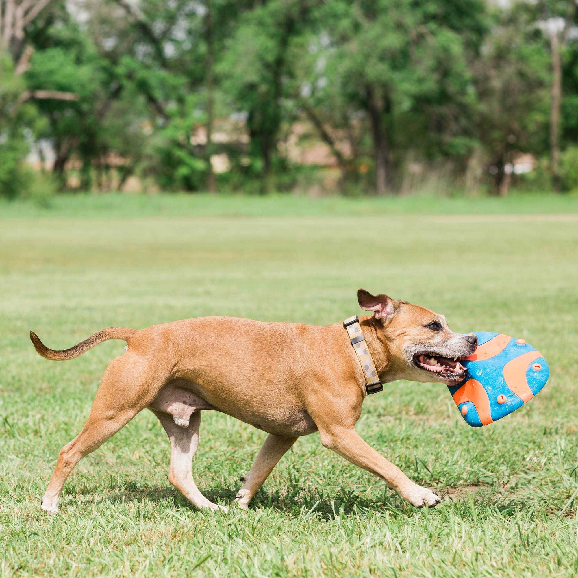 Whistle Flight: idéal pour sessions plein air.