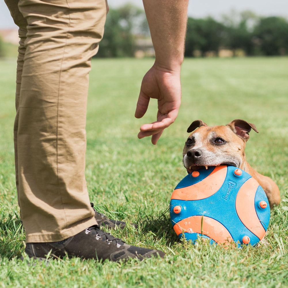 Whistle Flight: taille unique adaptée aux chiens moyens à grands.