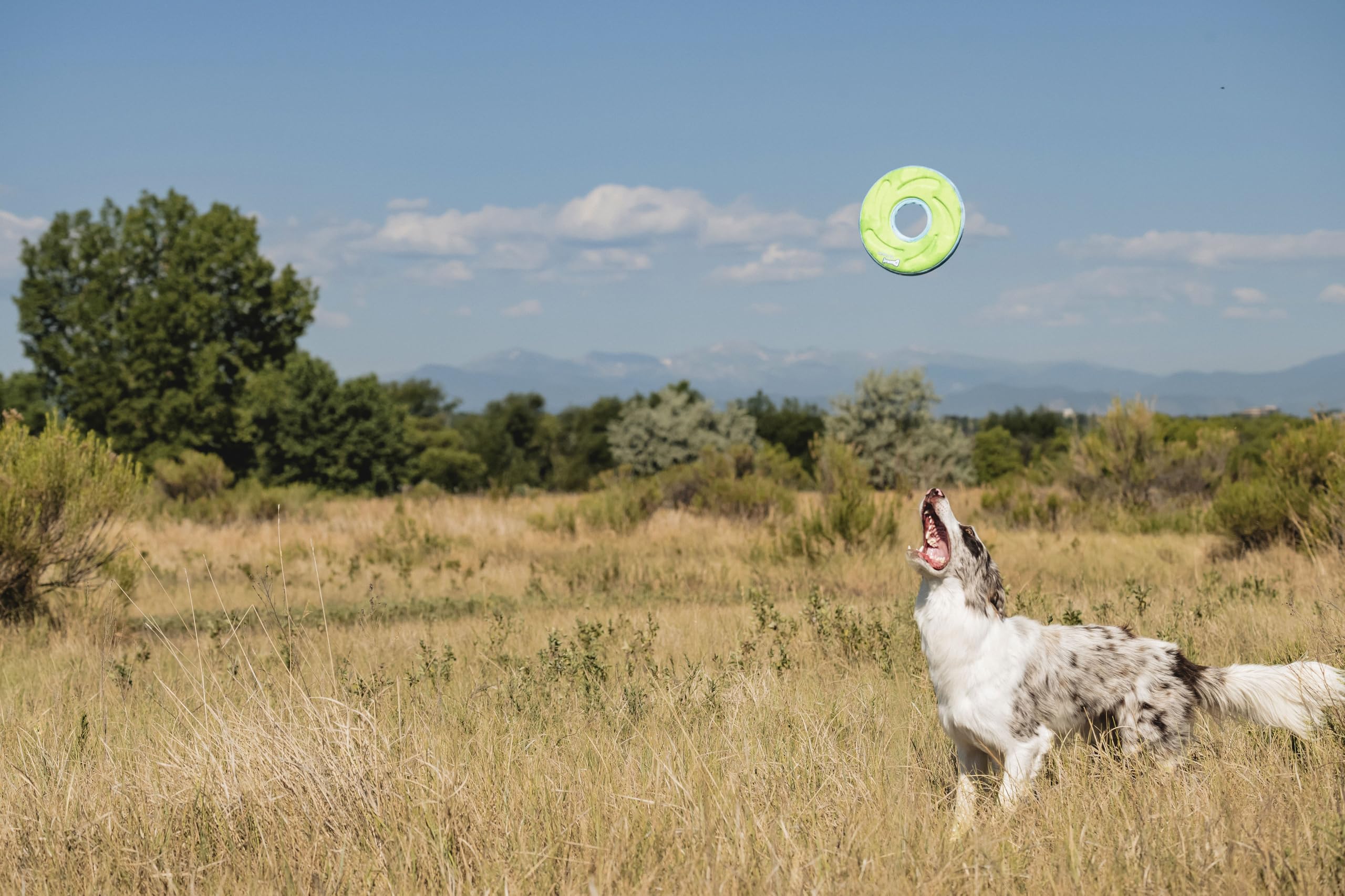Chuckit ZipFlight activités interactives extérieures et intérieures pour chien.