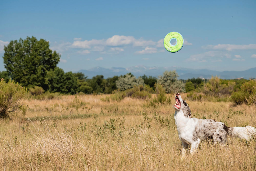 Chuckit ZipFlight activités interactives extérieures et intérieures pour chien.
