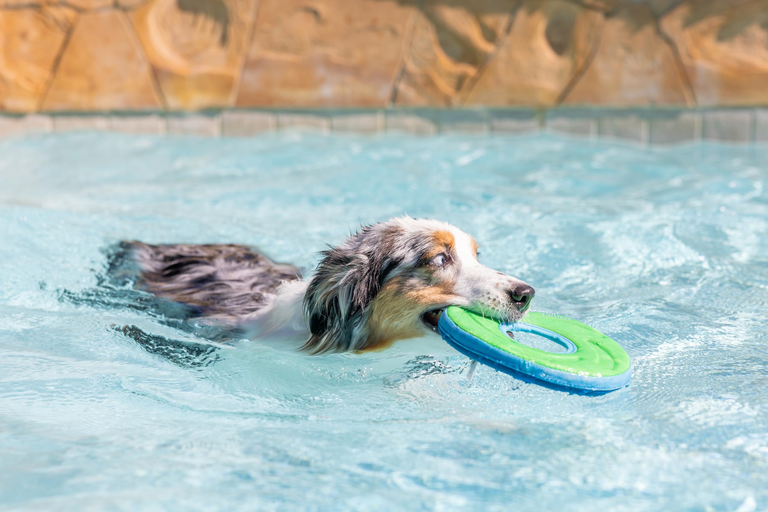 Chuckit ZipFlight parfait pour eau et terre: piscine, plage ou lac.