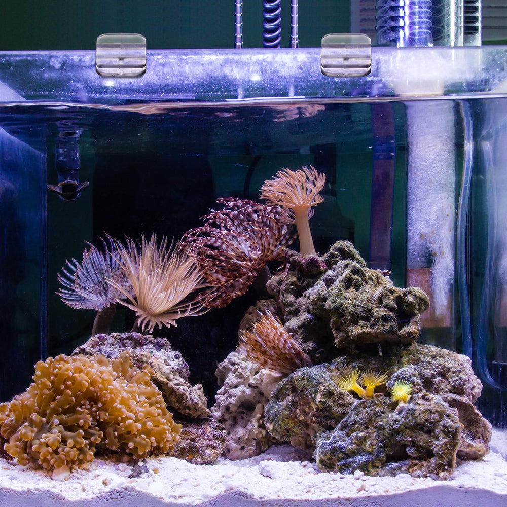 Installation rapide en glissant sur le rebord de l'aquarium.