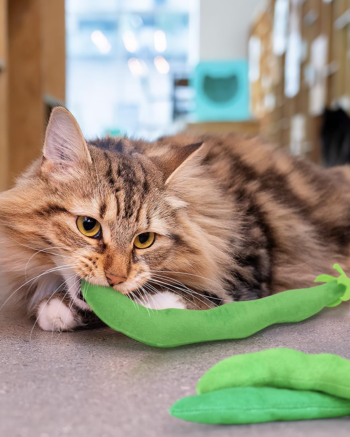 Jouet CiyvoLyeen avec herbe à chat, haricot vert, expérience sensorielle sûre