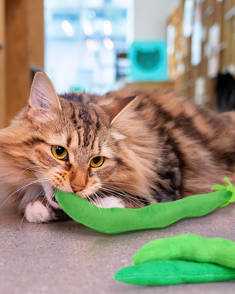 Jouet CiyvoLyeen, haricot vert, divertissant et durable pour chats adultes