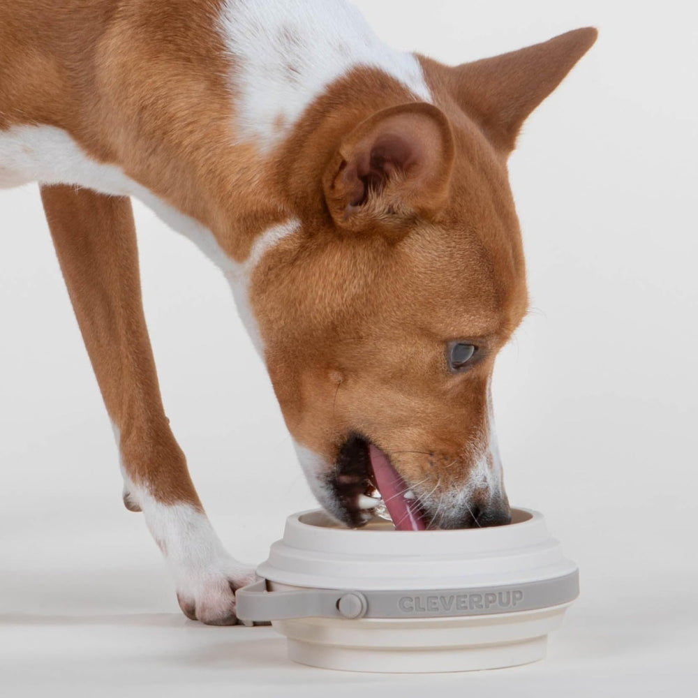 Cleverpup Nomad bol chien 2 tasses, parfait pour les petits chiens.