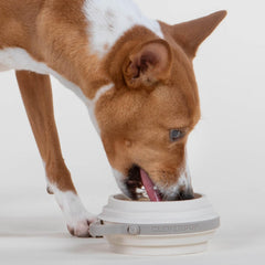 Cleverpup Nomad bol chien 2 tasses, parfait pour les petits chiens.