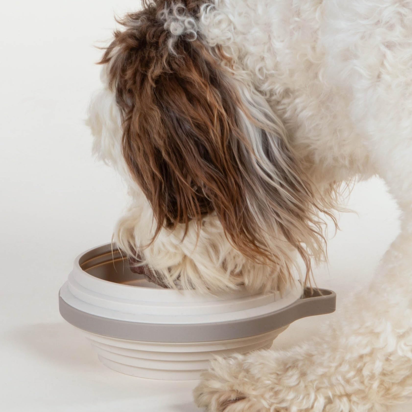 Cleverpup Nomad bol pliable ouvert, facile à transporter lors des promenades.