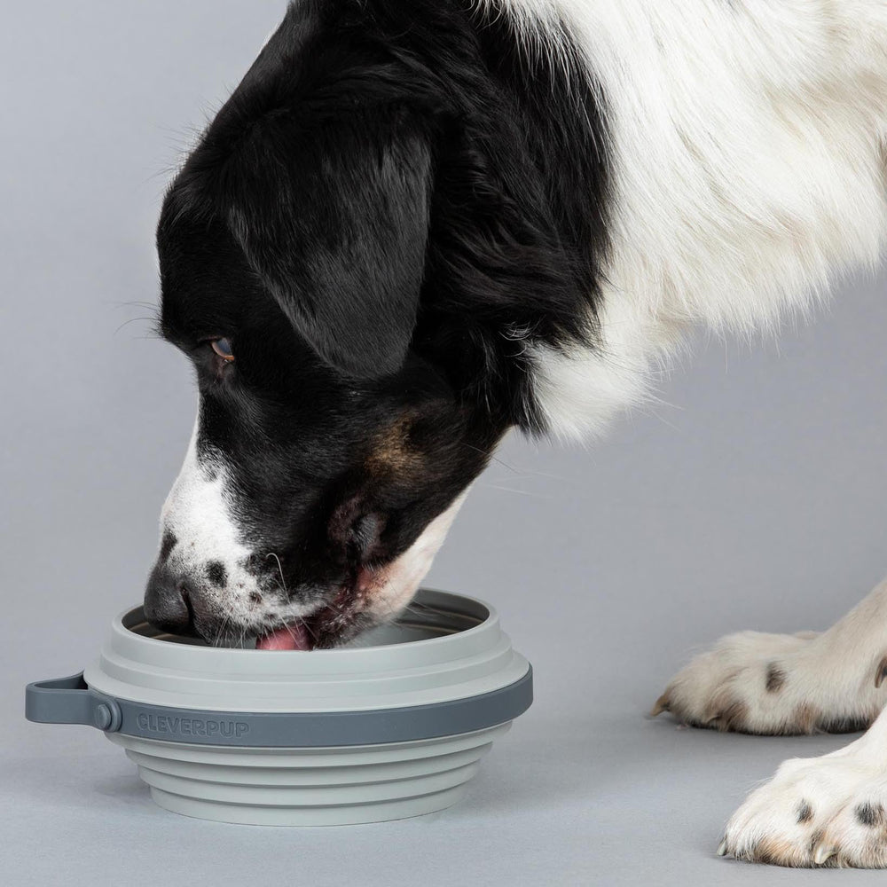 Cleverpup Nomad bol chien portatif 4 tasses gris, idéal en voyage.