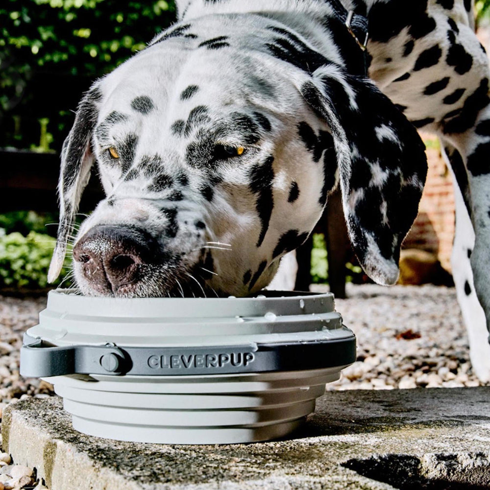 Cleverpup Nomad bol garde-éclaboussures, moins de dégâts lors des repas.