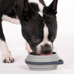 Cleverpup Nomad: version 4 tasses parfaite pour chiens moyens en déplacement