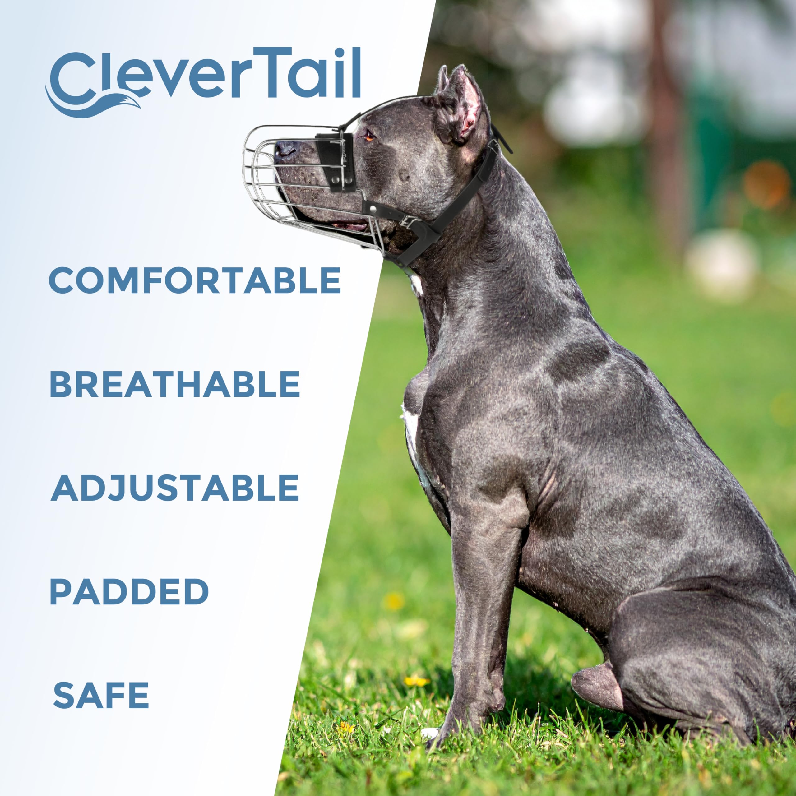Chien énergique Pitbull avec CleverTail, accompagnement lors des activités quotidiennes.