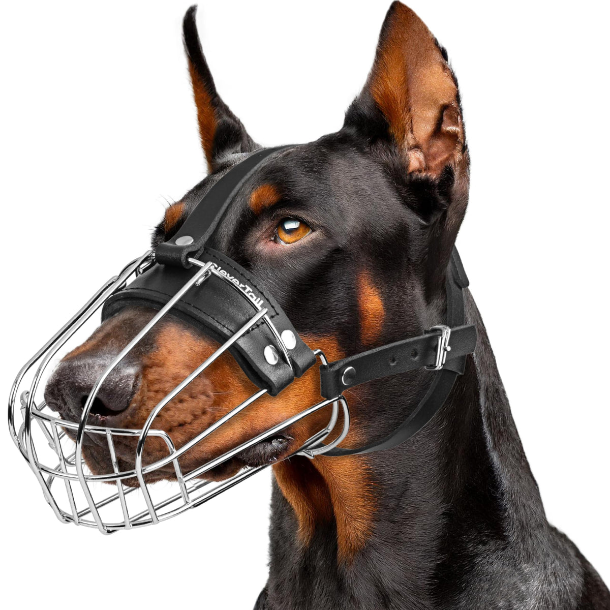 CleverTail muselière en métal pour Doberman grand format, ajustement sûr et durable.
