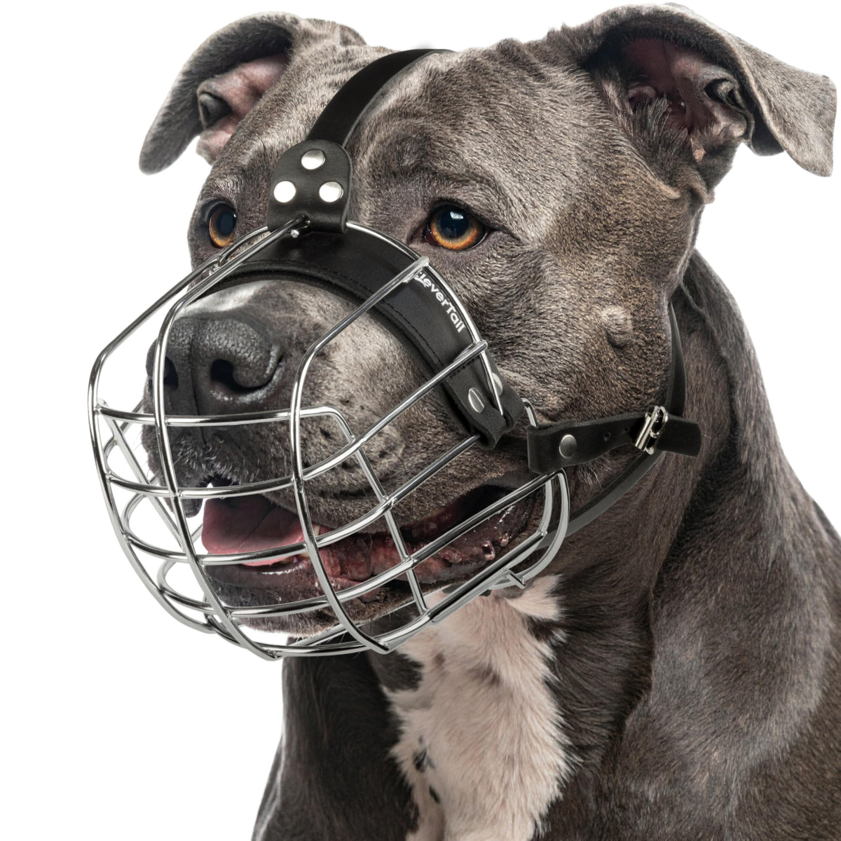 Muserolle métallique CleverTail pour Pitbull, ajustement sûr lors des visites vétérinaires.
