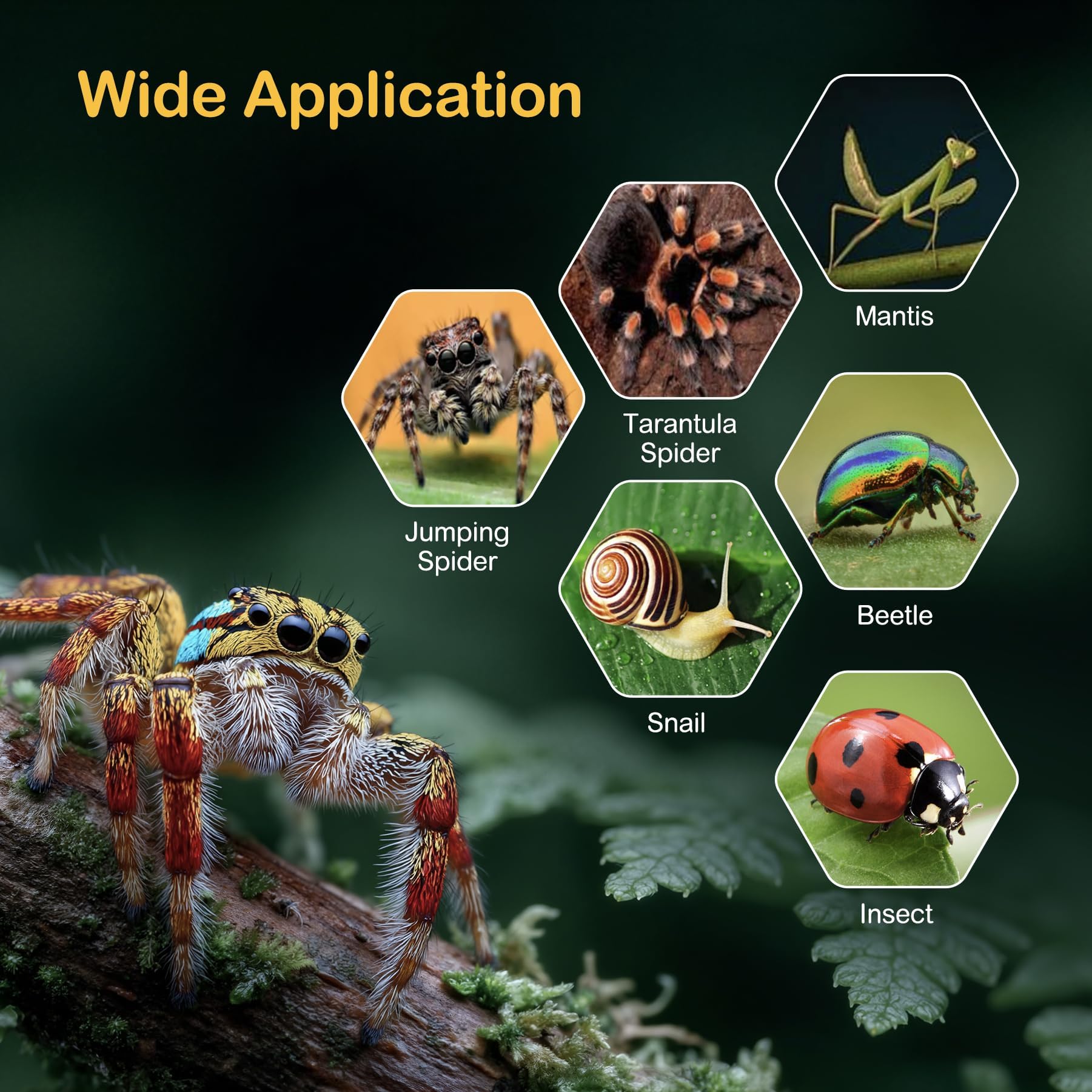 Avec-accessoires Clioran offre un environnement enrichissant pour observation et exploration.