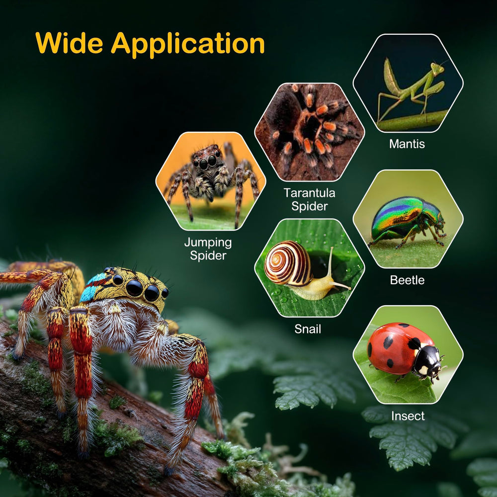 Avec-accessoires Clioran offre un environnement enrichissant pour observation et exploration.
