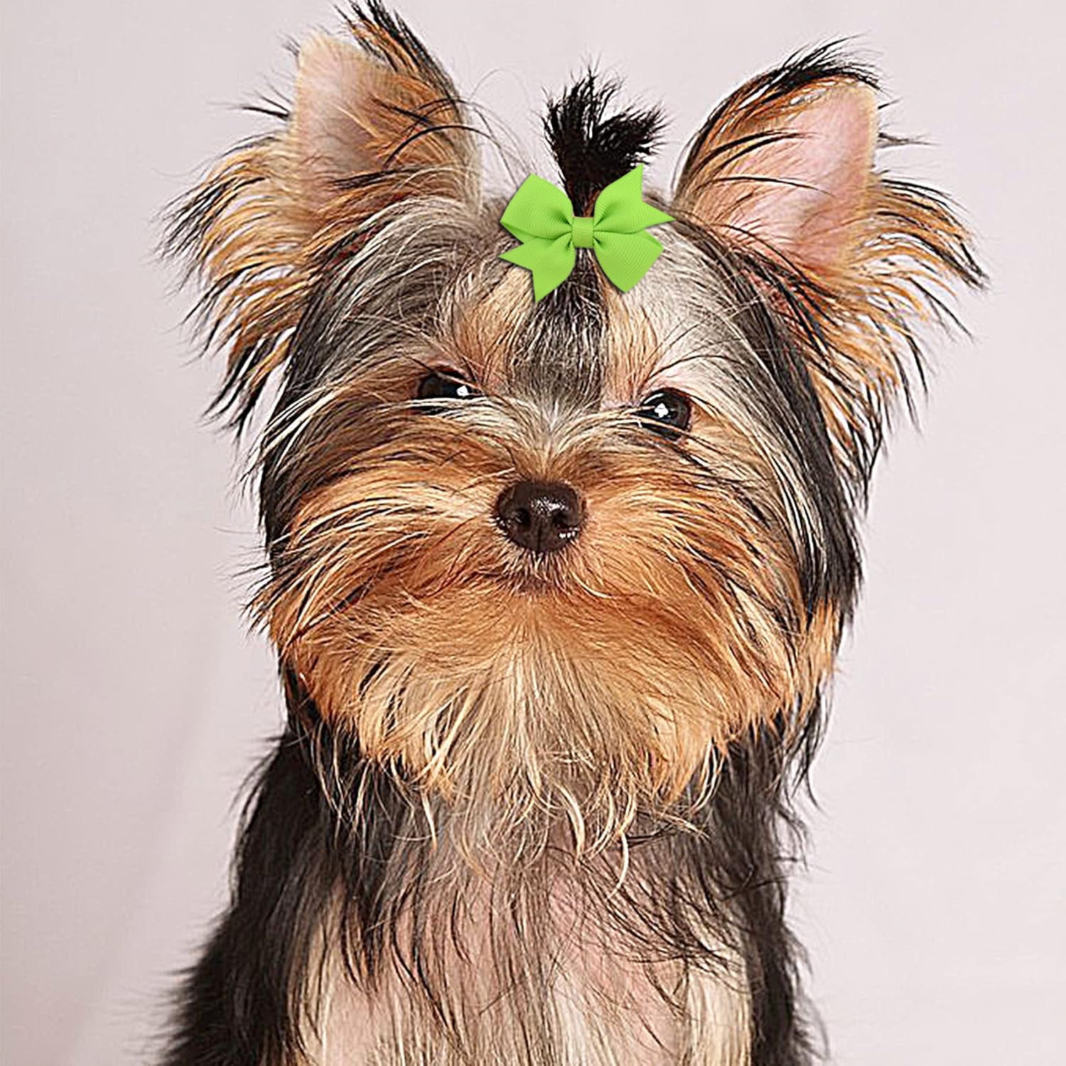 Barrettes Clipband chien 2,2 po – maintien fiable des coiffures.