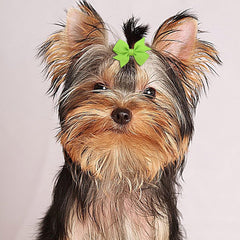 Barrettes Clipband chien 2,2 po – maintien fiable des coiffures.