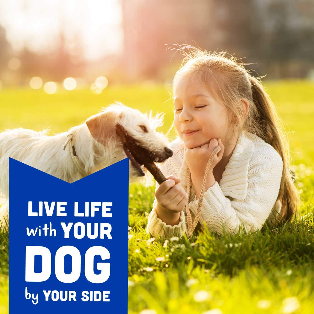 Récompense quotidienne possible pour tout chien