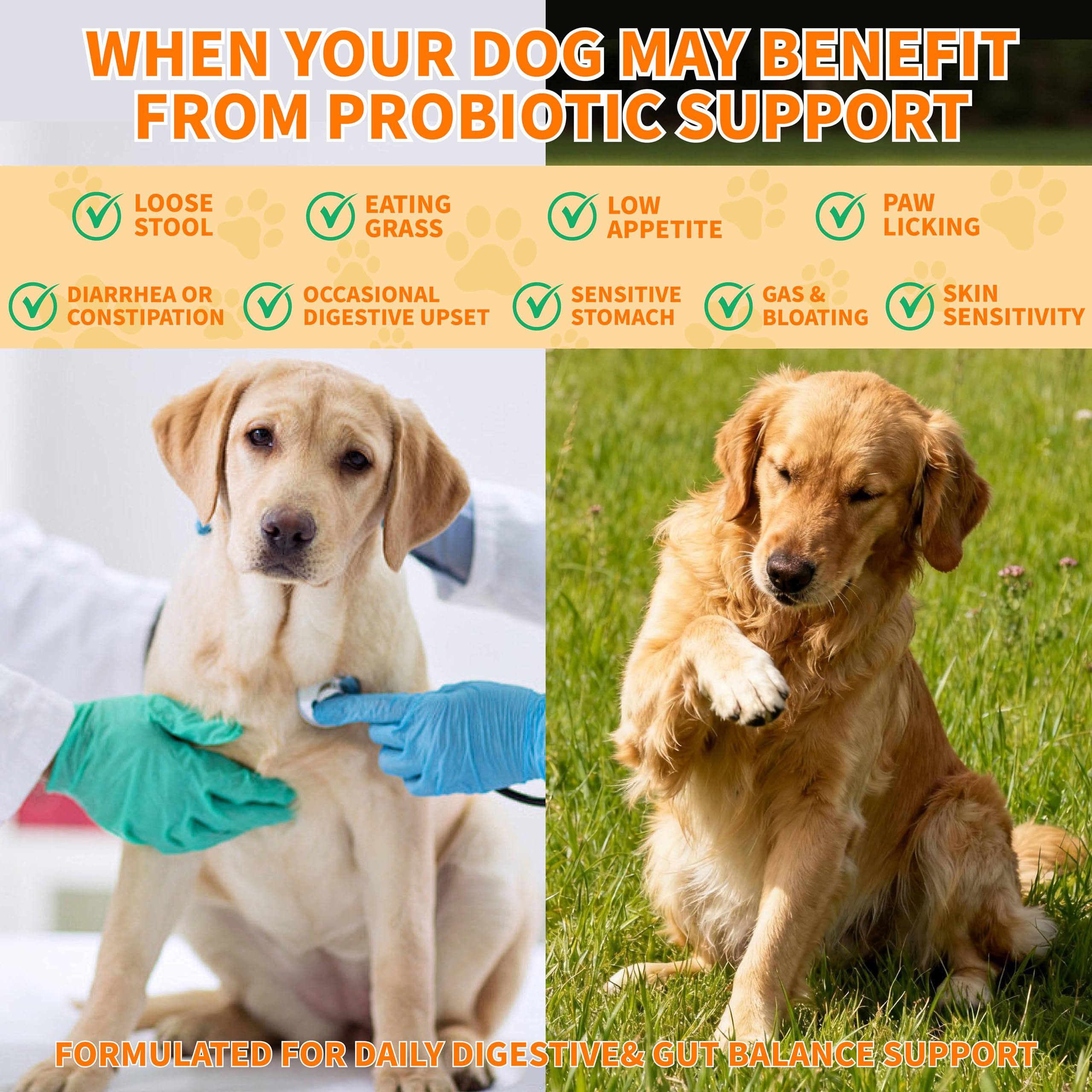 CnidoPetteri Probiotiques-Chien: aide potentielle contre gaz et indigestion.