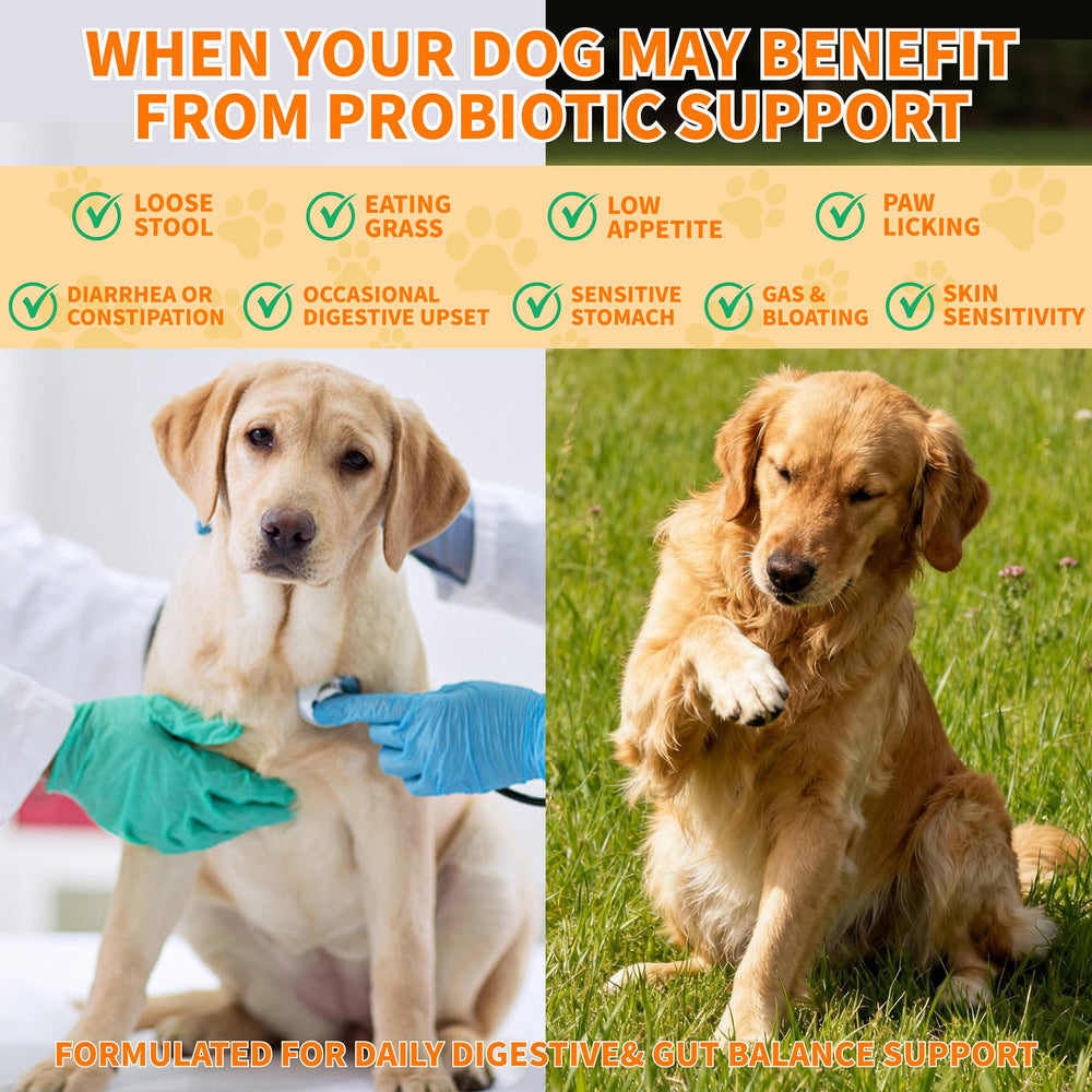 CnidoPetteri Probiotiques-Chien: aide potentielle contre gaz et indigestion.