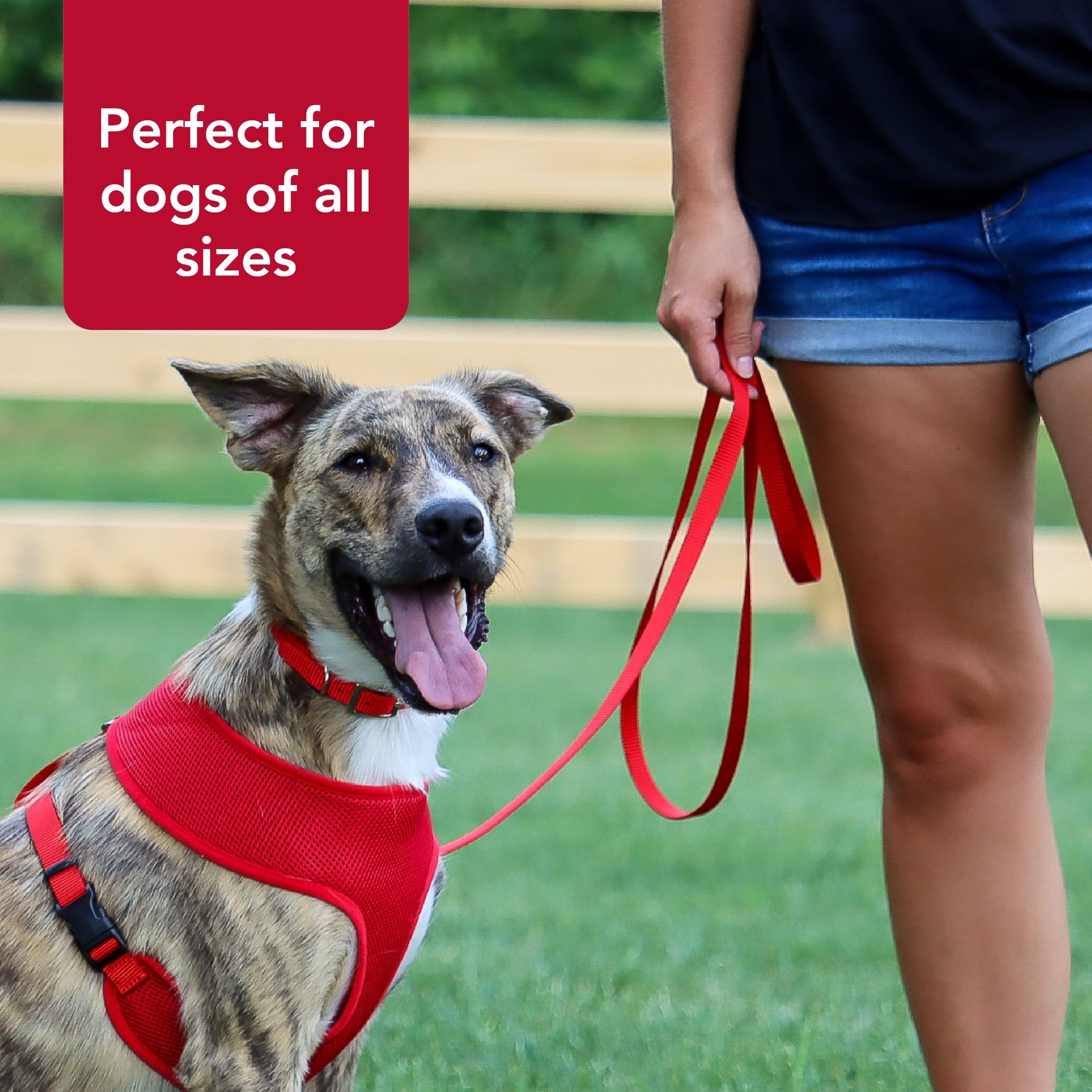 Laisse Coastal Pet Orchidée pour chien actif lors de promenades.