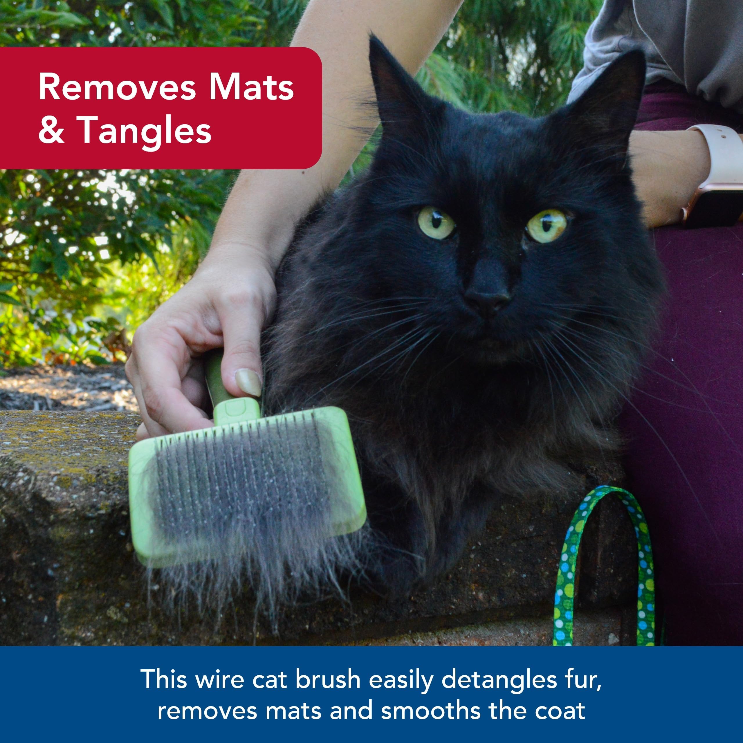 Coastal Pet Safari brosse démêlage pour chat, retire facilement noeuds