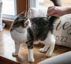 Coastal Pet Safari rasoir poils chat, nettoyage rapide.