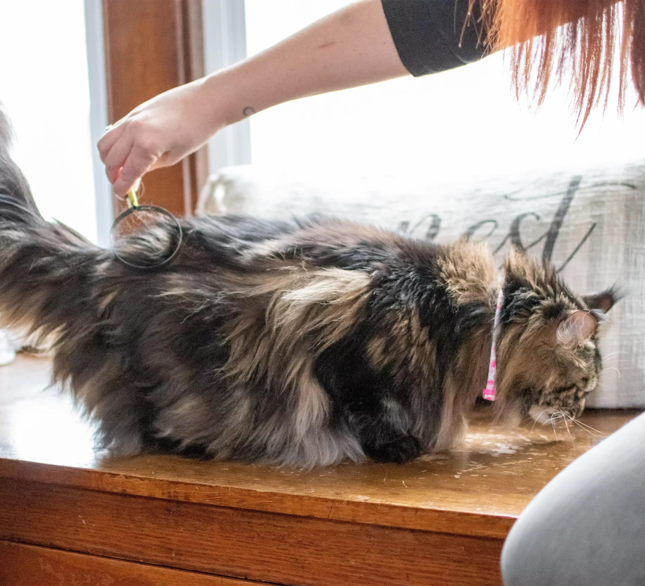 Coastal Pet Safari utilisation simple, entretien du pelage quotidien du chat.