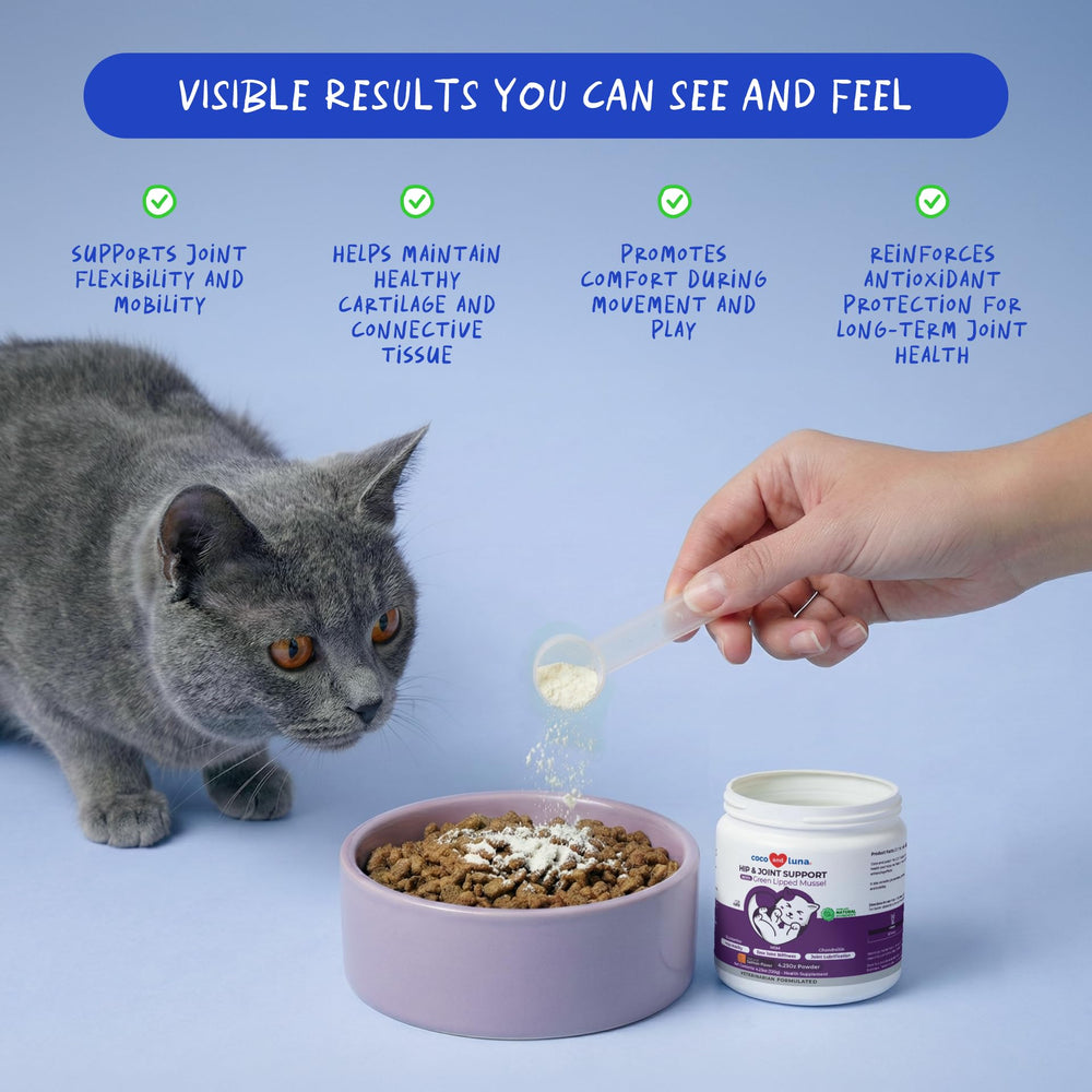 Coco et Luna MSM pour articulation du chat – soulagement potentiel