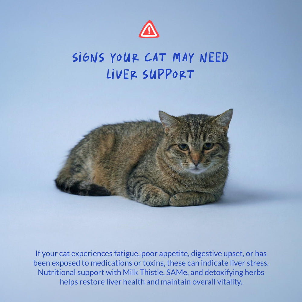SAMe pour chat, Coco et Luna, soutien potentiel au cerveau.