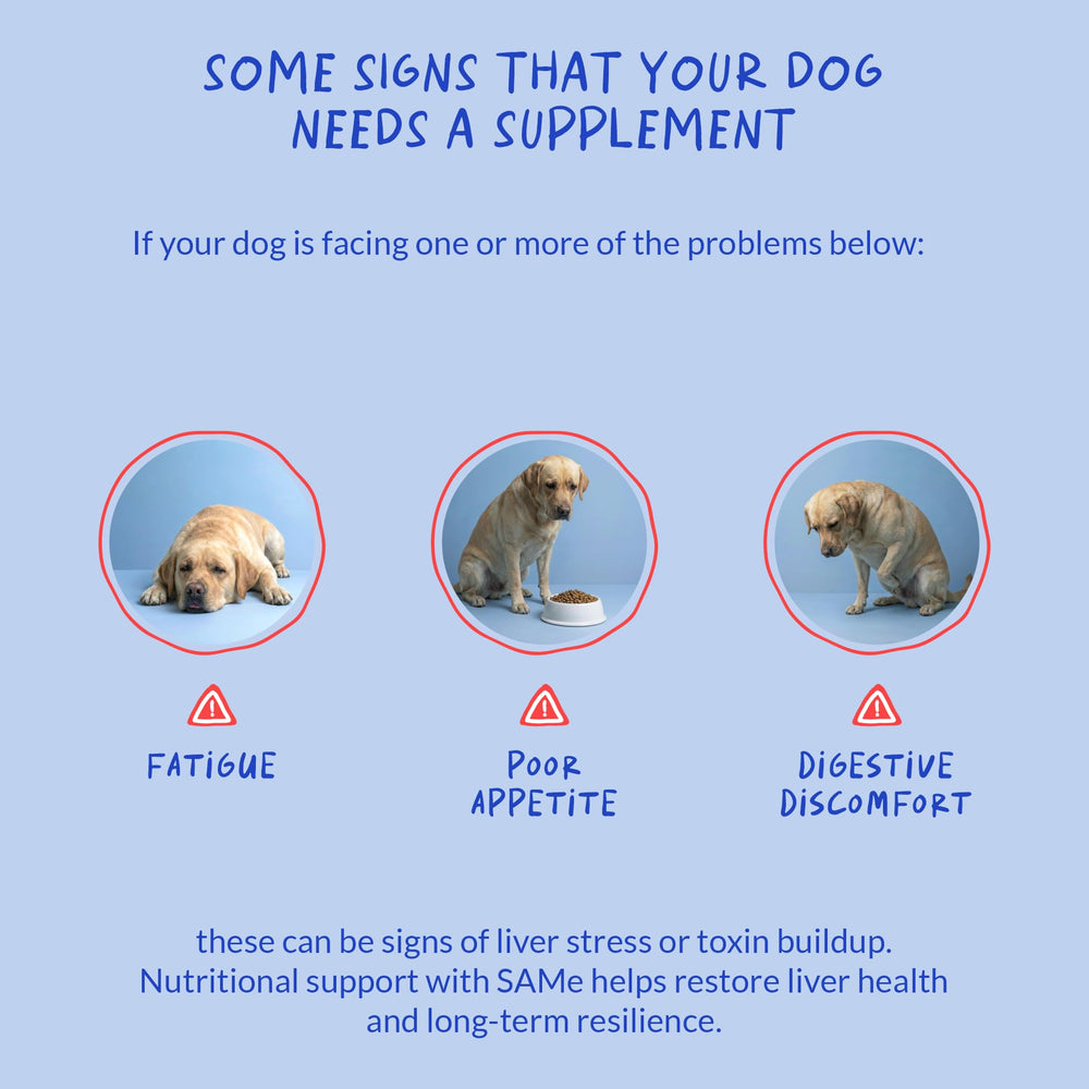 Coco et Luna Same pour chiens – dosage quotidien facile à suivre