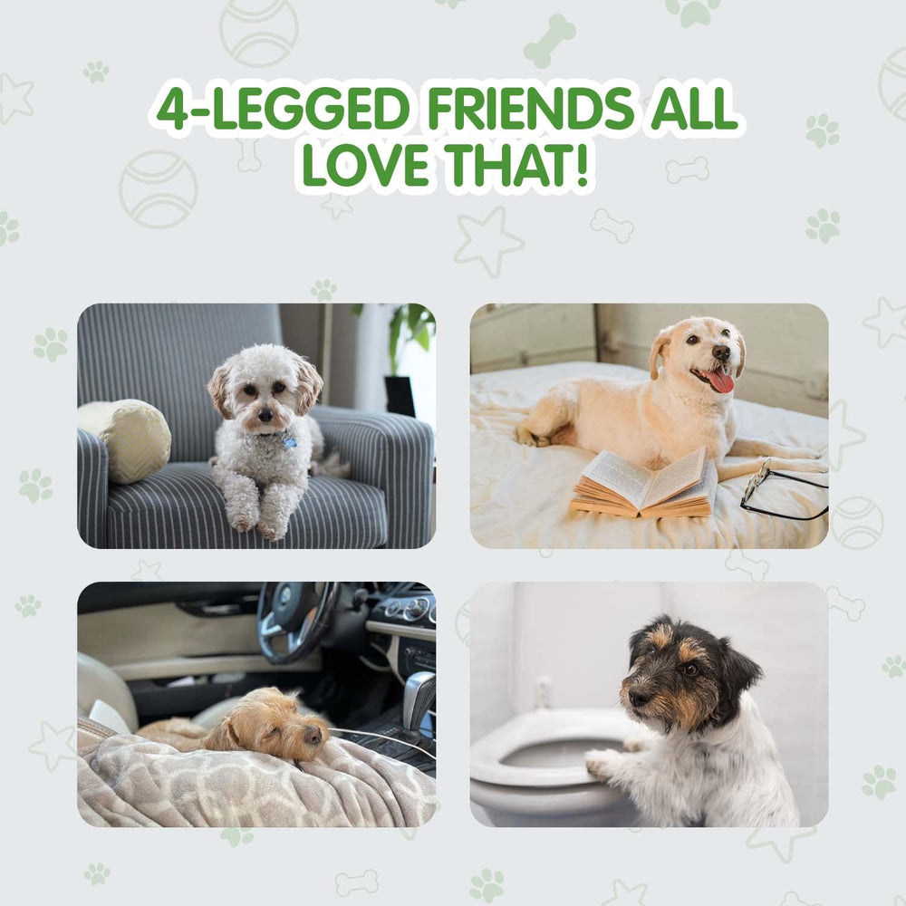 COCOYO pack dressage chien grand format, solution économique et pratique.