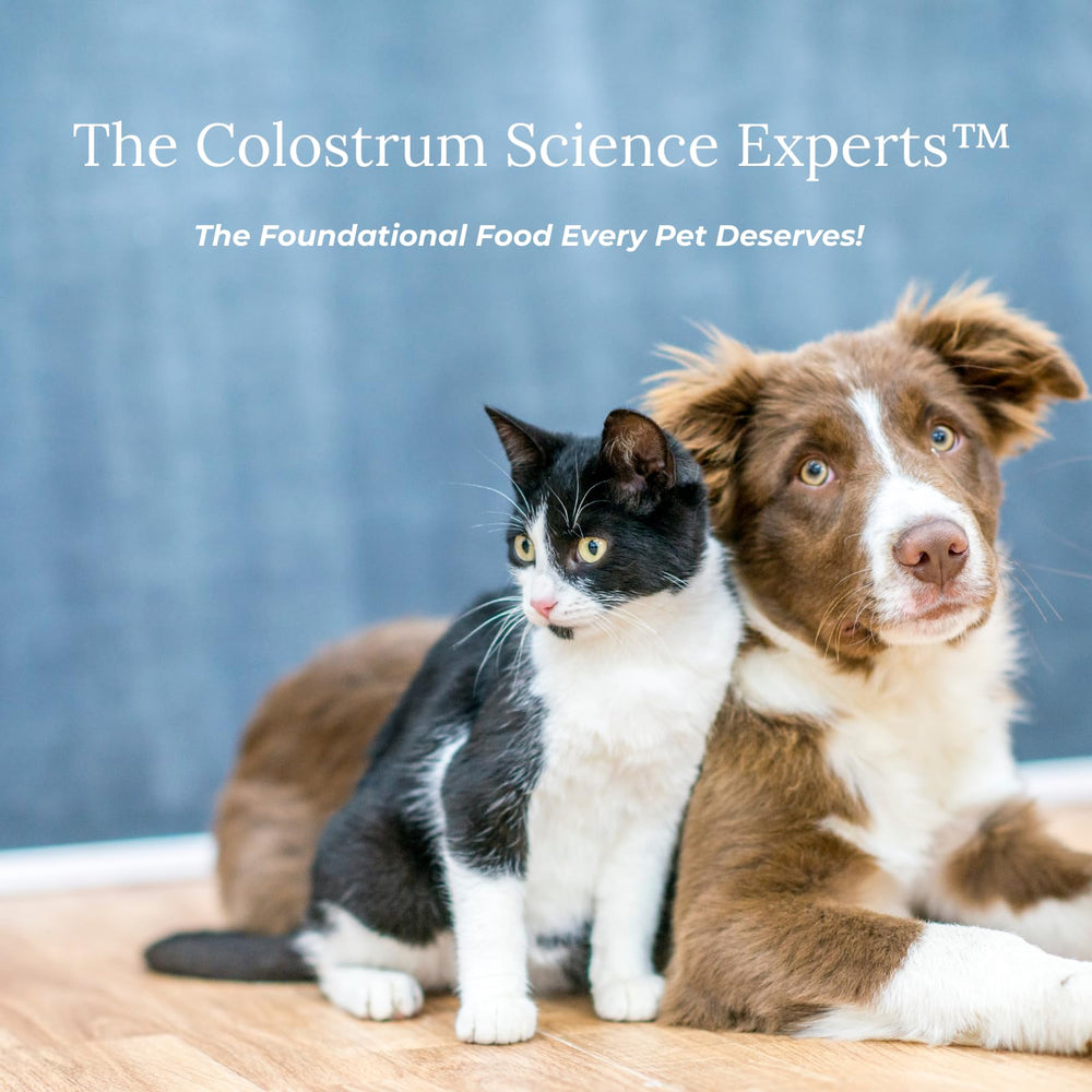 Texture poudre Colostrum-LD prête à l’emploi pour l’alimentation des animaux.