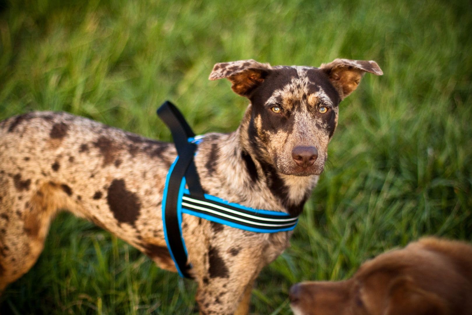 Harnais ComfortFlex Sport sans étranglement, vue sur la coupe poitrine et rembourrage.