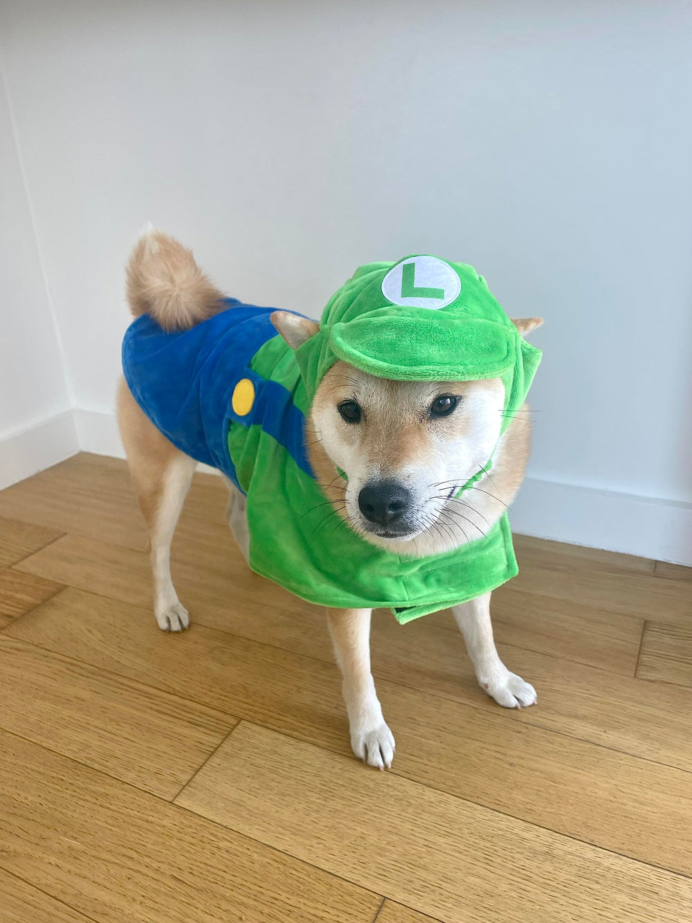 Habillage ComfyCamper pour chien astronaute vert, parfait pour balades festives.
